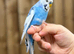 Baby budgies