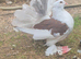 Indian fantails in wembley looking for new home