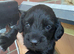 Beautiful litter of 6 cockapoo’s