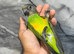 Ready Now Baby Handreared Super Tame Cuddly Senegal Parrot,875
