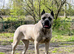 Cane Corso x Performance Mastiff
