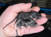 Gorgeous baby Rats ready from 1st September