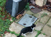 Twin cats one boy unnutered female nurtured