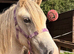 Big yearling filly