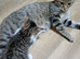Bengal crosses