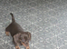 Dachshund