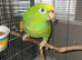 Tame female yellow crowned Amazon
