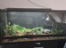 Rehome lepoard geko
