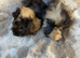 Baby Bonded Male Guinea Pigs
