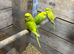 Semi tame baby budgies for sale