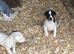 Lovely jack Russel puppies