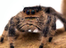 Birthday Week-end Surprise - Full Set Up with Half Price Jumping Spider