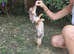 Miniture Chiweenie Dapple