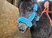Miniature Shetland pony colt