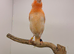 Red canary hen