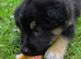 Absolutely Stunning SHOLLIE (German Shepherd x Collie) Puppies