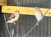 Silver bills