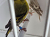 BEAUTIFUL PAIR SISKIN MUTATION COLOUR