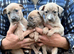 Lurcher Pups 8 weeks