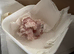 Baby barn owlets