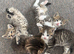 British shorthair mixed