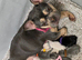 French bulldog puppies