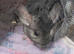 Two Bonded Female Chinchilla