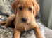 Exceptional Kc registered Labrador puppies 8 weeks