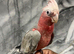 Hand-Rearing Baby Super Tame Cuddly Galah Cockatoo Parrot,15