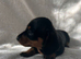 Beautiful Black and Tan girl
