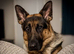 Beautiful 2 year old male German shepherd