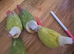 Tamed Baby Suncheek Conures