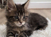 Beautiful Maine Coon kittens