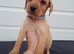 Labrador puppys
