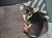 Beautiful Chihuahua