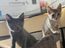 British shorthair kittens
