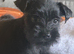 Miniature schnauzer k c reg