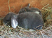 PURE BRED Giant French Lop Babies - Vaccinated with the Nobivac 3 in 1