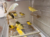 Persian canary's and Lancashire canary's