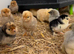 Barbu D’uccles (booted bantam)