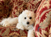 Beautiful 7 month old bichon Frise female
