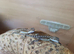 Bearded dragons