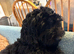 Lovely Cockapoo Puppy