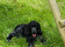 Show type kc registered male pup
