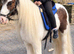 cloe cob mare 11.3-12hh