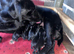 Labrador puppies