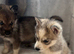 German Shepherd cross husky