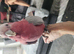 Stupid tame cookie the galah cockatoo