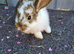 Lovely lops