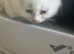 Cute n cuddly kittens for sale
